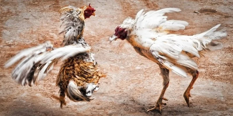 Chiến thuật săn kèo đá gà tre giúp cược thủ về bờ toàn thắng