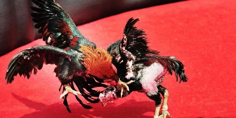Giới thiệu về sự huyết chiến nghẹt thở của đá gà Thomo