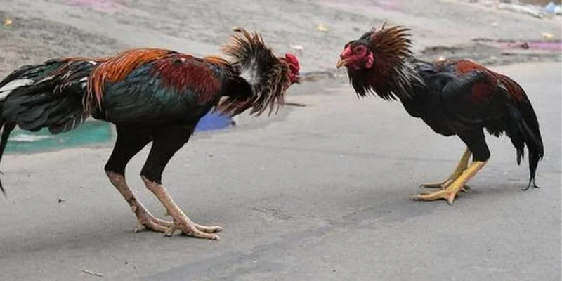 Kinh nghiệm từ các cao thủ đá gà C1