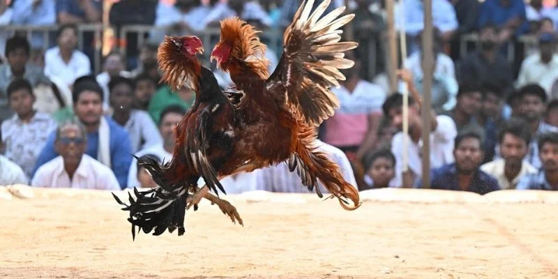 Những đặc điểm sát thủ tham gia đá gà tre