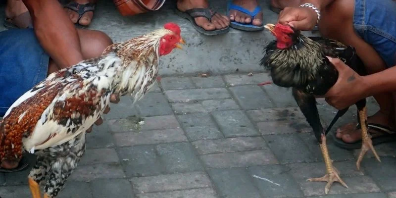 Những đòn bẩy biến đá gà Campuchia thành bãi săn độc tôn